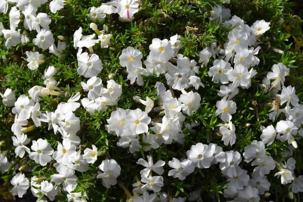 Phlox douglasii 'White Admiral' ---